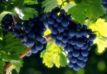 A Natural Gate Through the Rocks